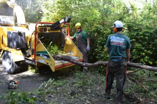 tree services Milledgeville